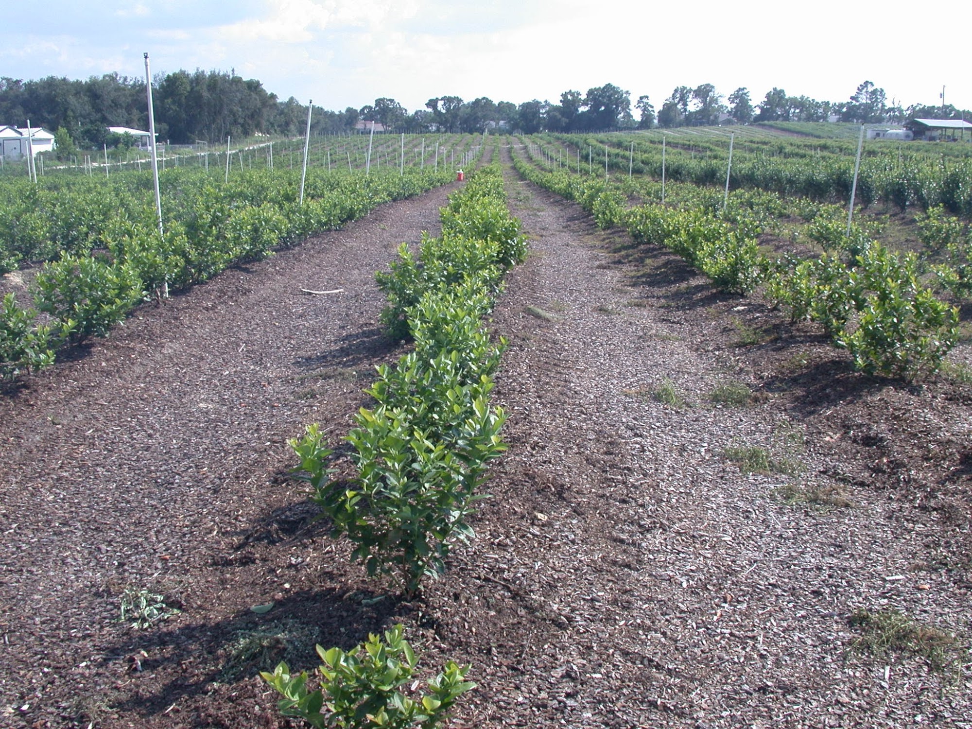 Big Blue Farms blueberry fields